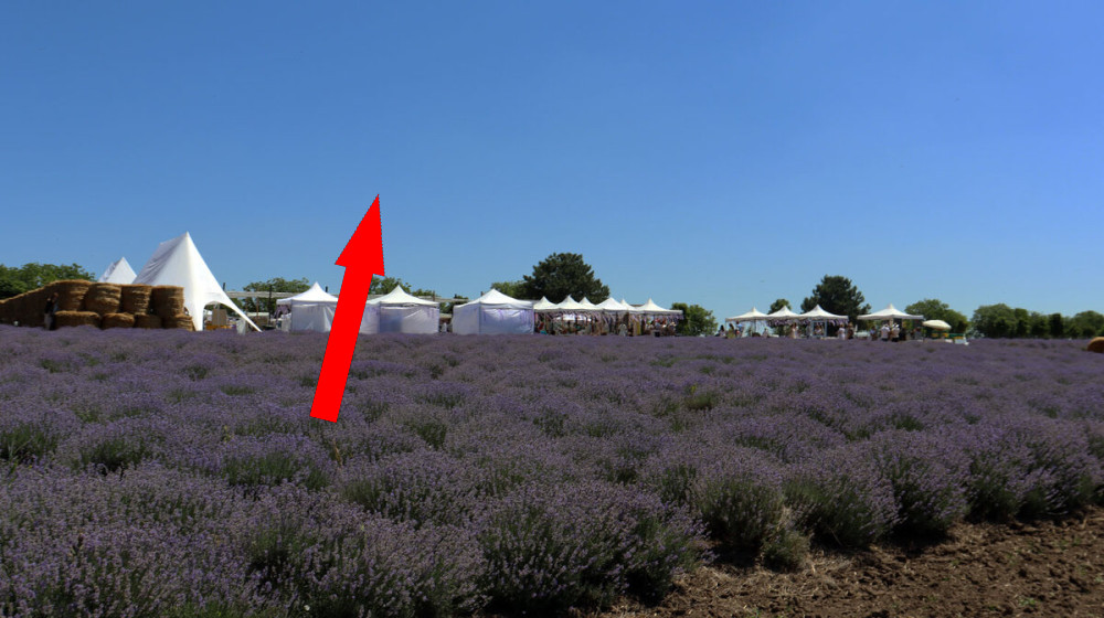 Запахи Крыма в архитектуре ландшафта