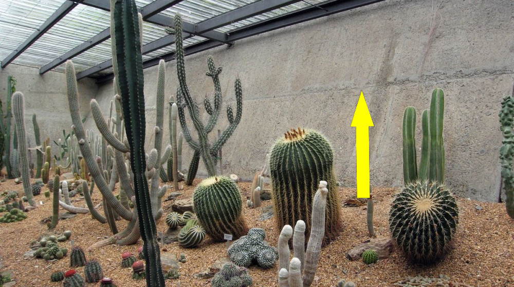 Колючие дома Сочи