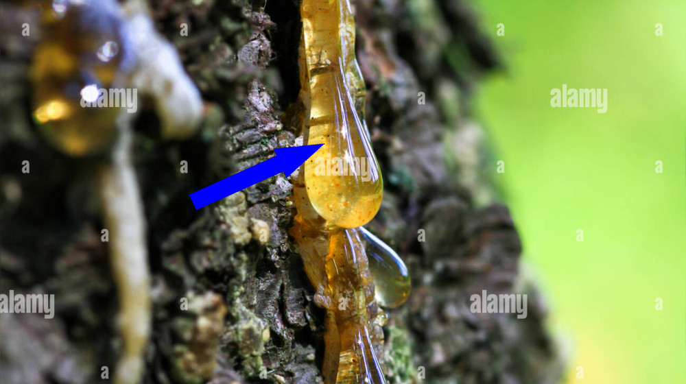 Запахи хвойных лесов Карелии в архитектуре